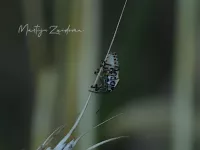Foto: Koolschildwants [Eurydema oleracea] Slabroekse heide Maashorst  (29jul2026)